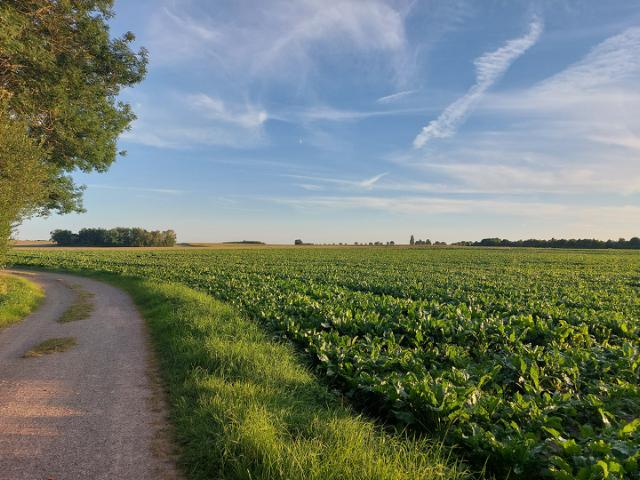 Sukkerroeåker om sommeren