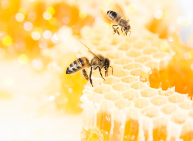 Bier og honning
